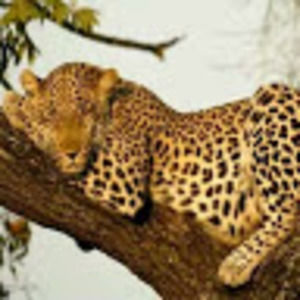 Meet your Posher, Betty